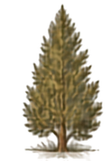 Arizona Cypress