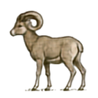 Bighorn Sheep