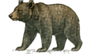 Black Bear
