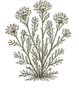 Brittlebush