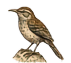 Cactus Wren
