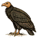 California Condor