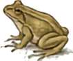 Canyon Tree Frog
