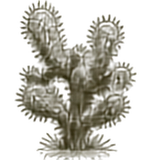 Chainfruit Cholla