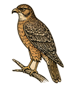 Common Black Hawk