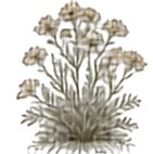 Desert Marigold