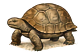 Desert Tortoise