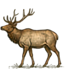 Elk