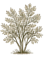 Gambel Oak