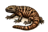 Gila Monster