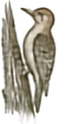 Gila Woodpecker