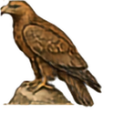 Golden Eagle