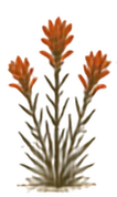 Indian Paintbrush