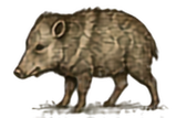 Javelina