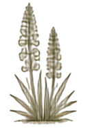 Lupine