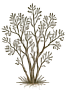 Manzanita