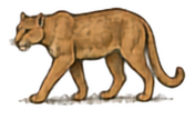Mountain Lion