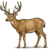 Mule Deer