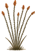 Ocotillo