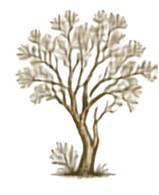 Palo Verde