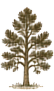 Pinyon Pine