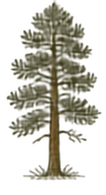 Ponderosa Pine