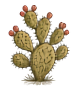 Prickly Pear
