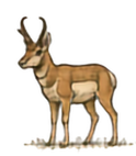 Pronghorn