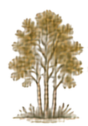 Quaking Aspen