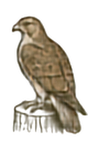 Red-tailed Hawk