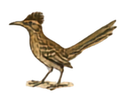 Roadrunner