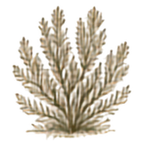 Sagebrush
