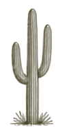 Saguaro