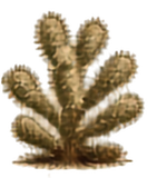 Teddy Bear Cholla