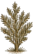 Utah Juniper