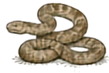 Western Diamondback