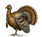 Wild Turkey
